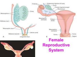 Female
Reproductive
System
 