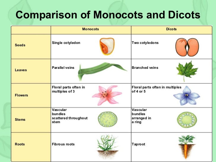 monocots dicots Monocots of orange county, californiaand nearby places compiled by peter j bryant, school of biological sciences, university of california, irvine. monocots dicots Monocots of orange county, californiaand nearby places compiled by peter j bryant, school of biological sciences, university of california, irvine.