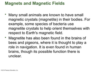 © 2014 Pearson Education, Inc.
Magnets and Magnetic Fields
• Many small animals are known to have small
magnetic crystals (magnetite) in their bodies. For
example, some species of bacteria use
magnetite crystals to help orient themselves with
respect to Earth's magnetic field.
• Magnetite has also been found in the brains of
bees and pigeons, where it is thought to play a
role in navigation. It is even found in human
brains, though its possible function there is
unclear.
 