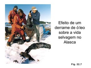 Fig. 22.7 Efeito de um derrame de óleo sobre a vida selvagem no Alasca 