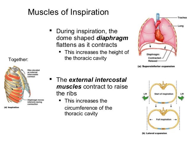 Ch22respiratorysystem