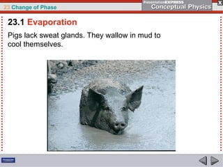 23 Change of Phase

 23.1 Evaporation
 Pigs lack sweat glands. They wallow in mud to
 cool themselves.
 