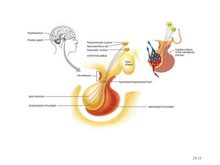 How Human Control Nature Internal THE HUMAN CONTROL SYSTEM (HUMAN ANATOMY) | PPT