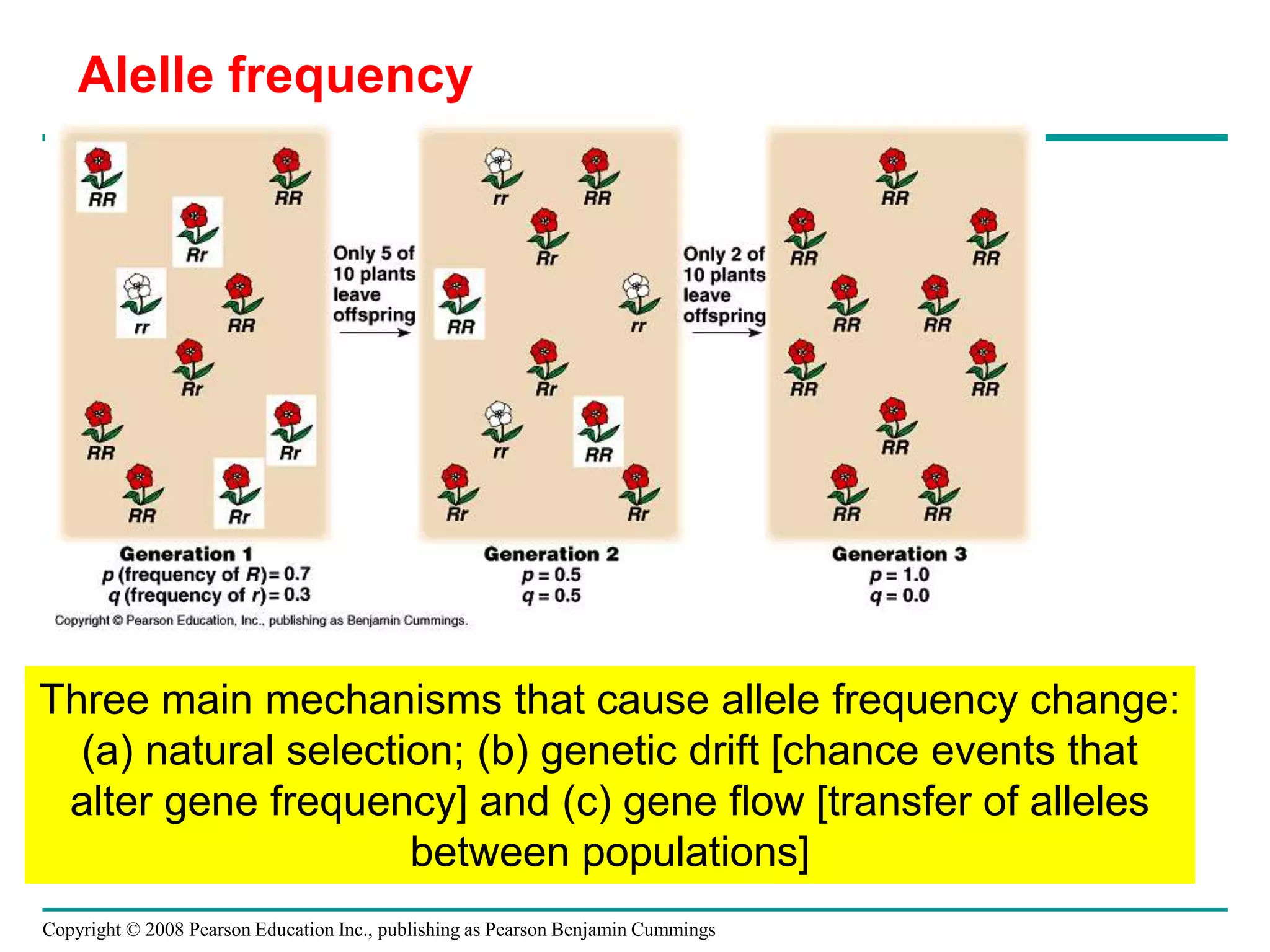 Copyright © 2008 Pearson Education Inc., publishing as Pearson Benjamin Cummings
Alelle frequency
Three main mechanisms that cause allele frequency change:
(a) natural selection; (b) genetic drift [chance events that
alter gene frequency] and (c) gene flow [transfer of alleles
between populations]
 