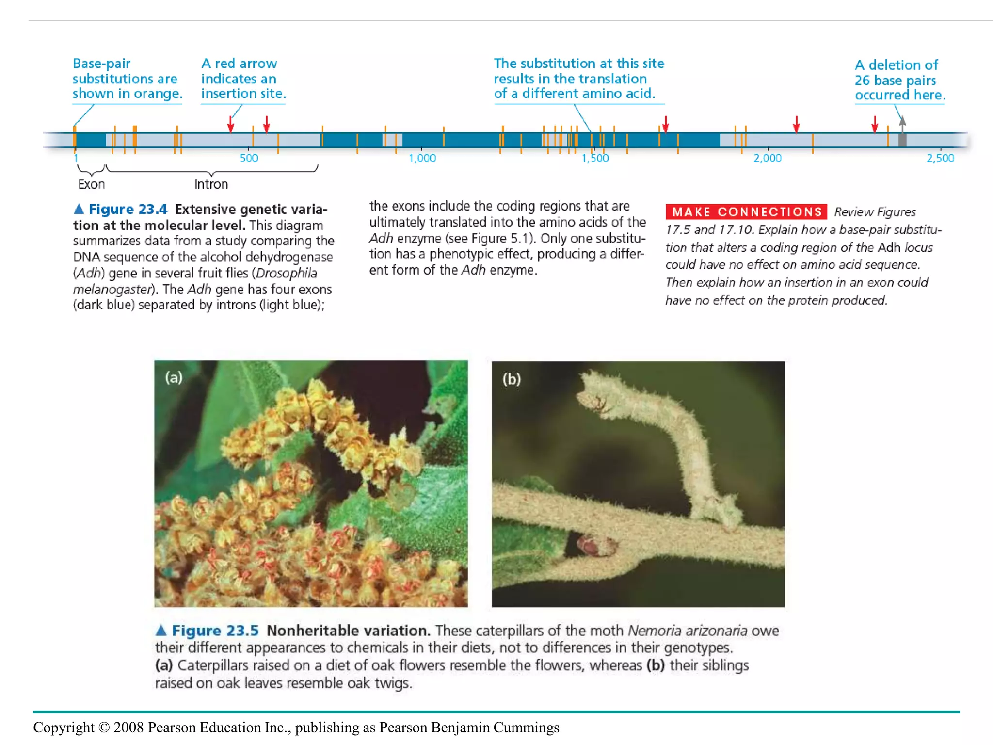 Copyright © 2008 Pearson Education Inc., publishing as Pearson Benjamin Cummings
 