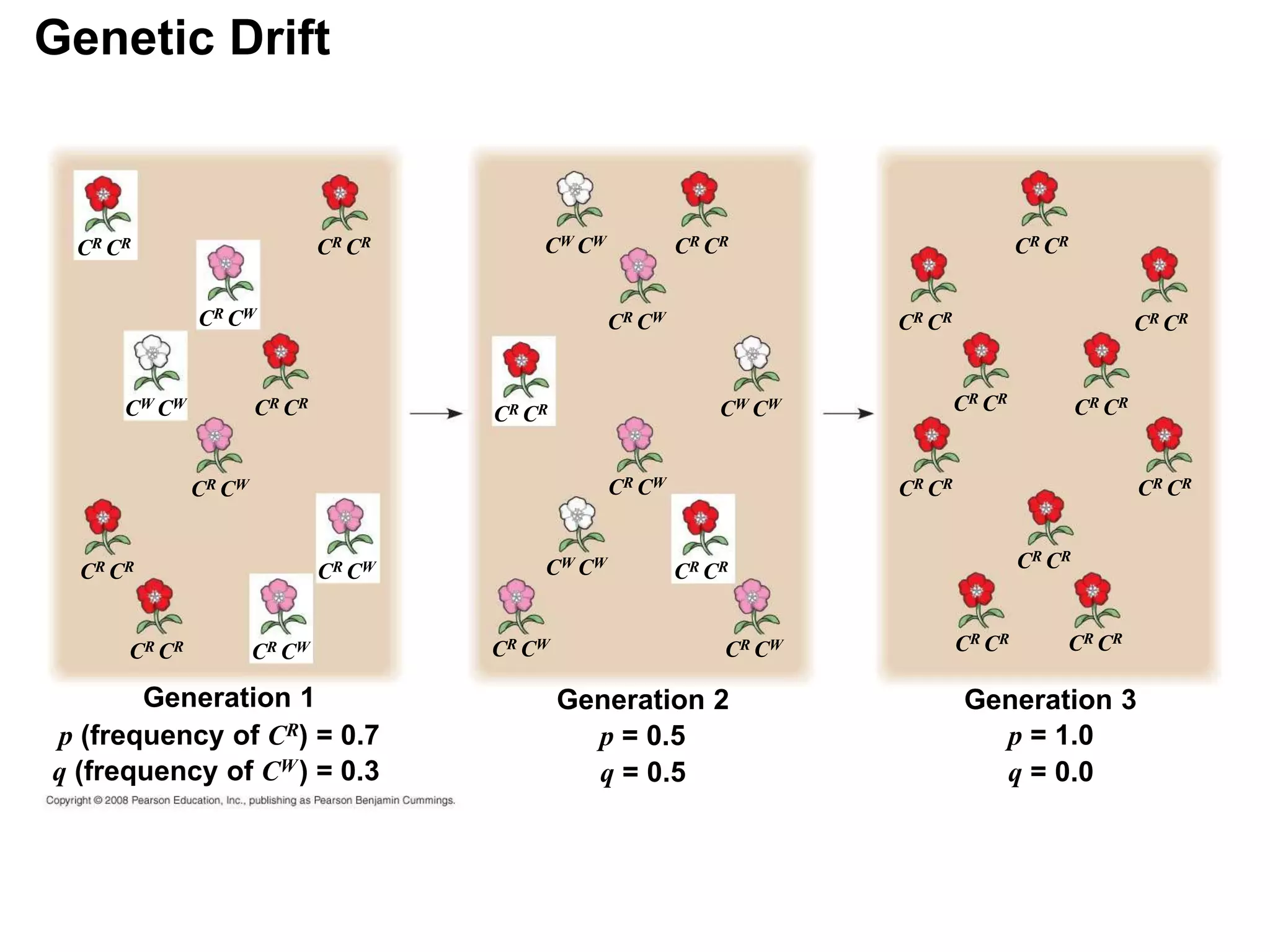 Genetic Drift
Generation 1
CW CW
CR CR
CR CW
CR CR
CR CR
CR CR
CR CR
CR CW
CR CW
CR CW
p (frequency of CR) = 0.7
q (frequency of CW) = 0.3
Generation 2
CR CW
CR CW
CR CW
CR CW
CW CW
CW CW
CW CW
CR CR
CR CR
CR CR
p = 0.5
q = 0.5
Generation 3
p = 1.0
q = 0.0
CR CR
CR CR
CR CR
CR CR
CR CR
CR CR CR CR
CR CR
CR CR CR CR
 