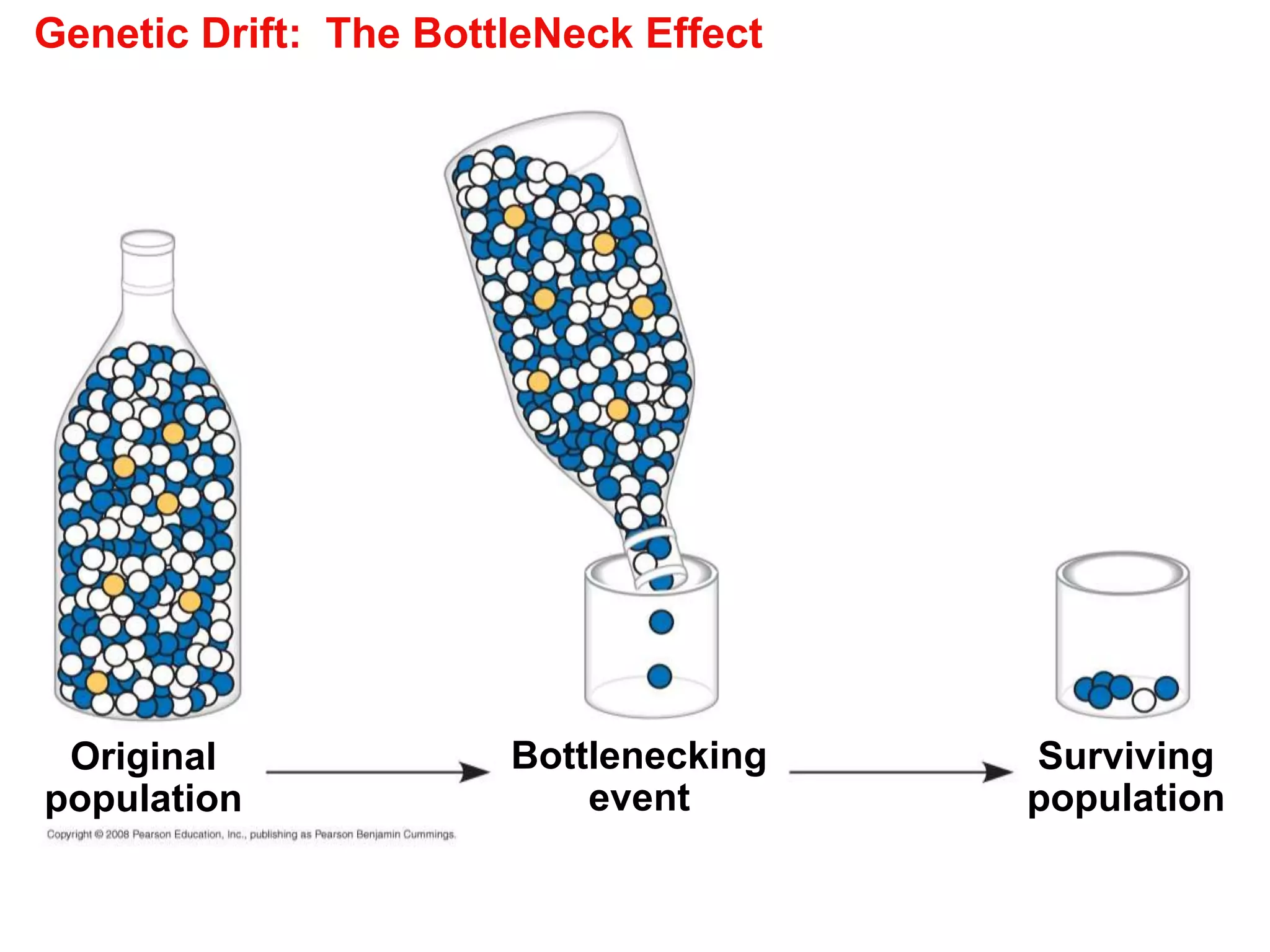 Genetic Drift: The BottleNeck Effect
Original
population
Bottlenecking
event
Surviving
population
 