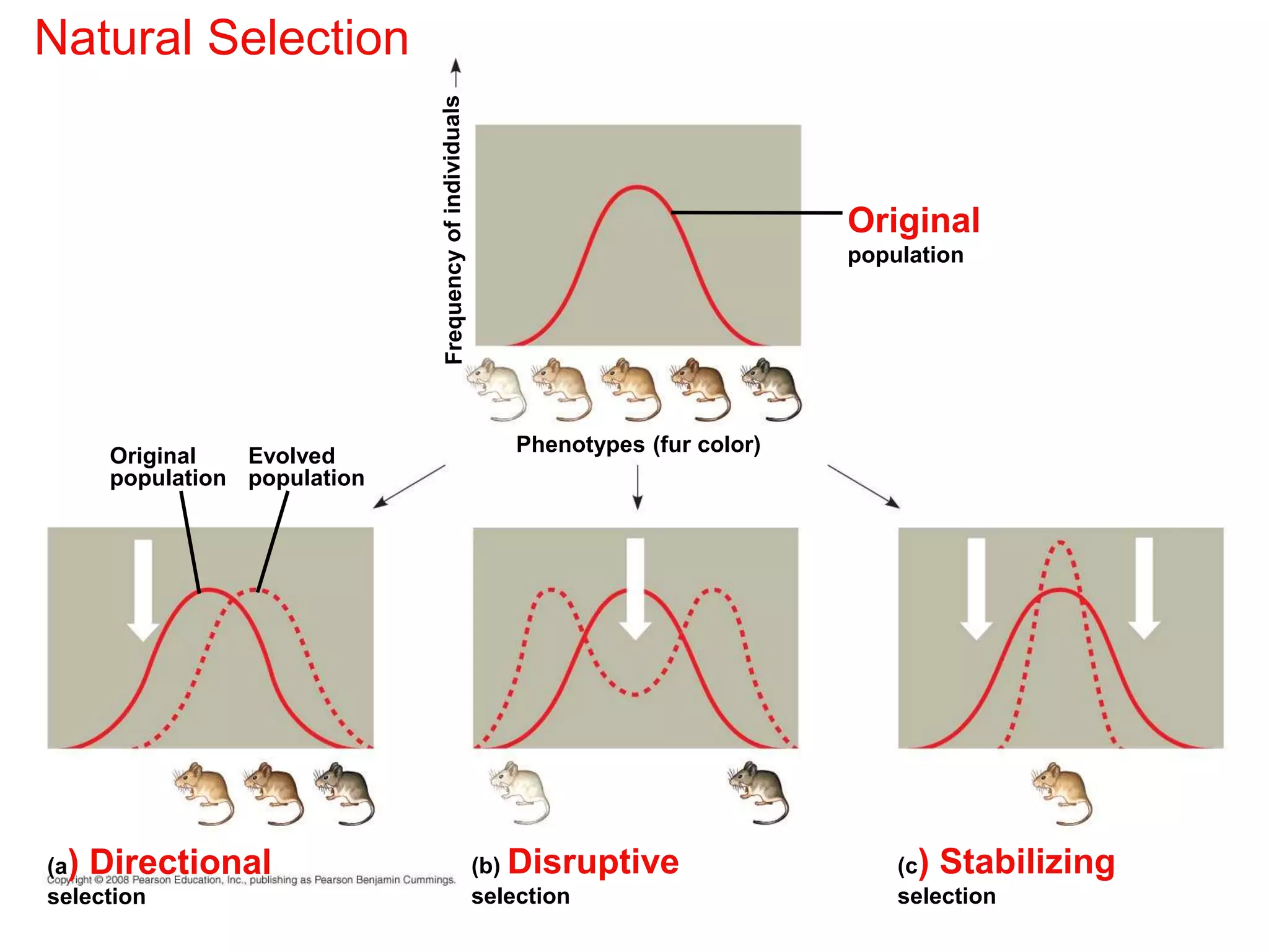 Natural Selection
Original
population
(c) Stabilizing
selection
(b) Disruptive
selection
(a) Directional
selection
Phenotypes (fur color)
Original
population
Evolved
population
 