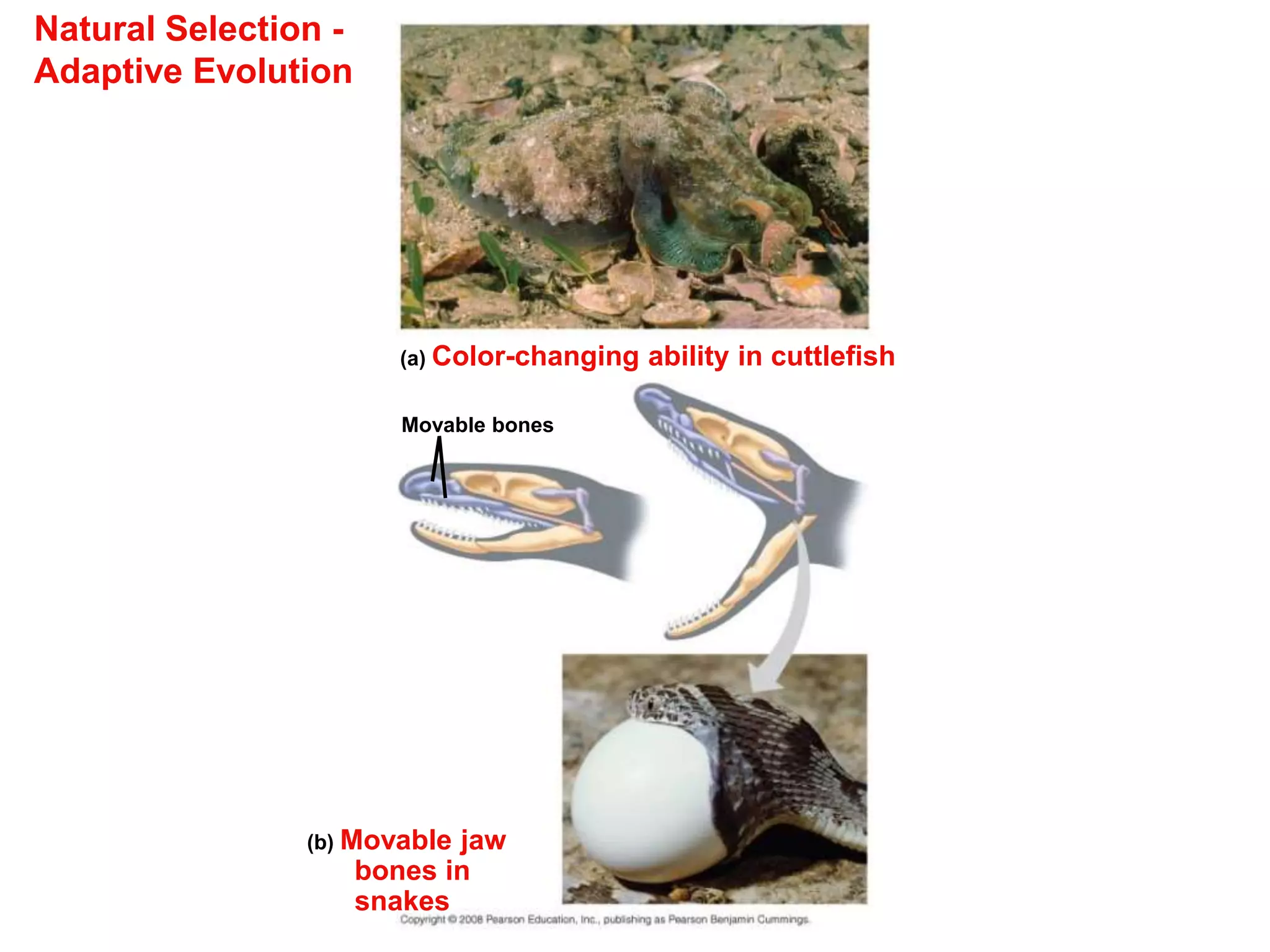 Natural Selection -
Adaptive Evolution
(a) Color-changing ability in cuttlefish
(b) Movable jaw
bones in
snakes
Movable bones
 