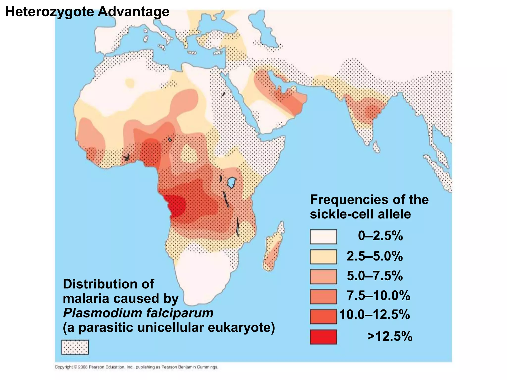 Heterozygote Advantage
0–2.5%
Distribution of
malaria caused by
Plasmodium falciparum
(a parasitic unicellular eukaryote)
Frequencies of the
sickle-cell allele
2.5–5.0%
7.5–10.0%
5.0–7.5%
>12.5%
10.0–12.5%
 