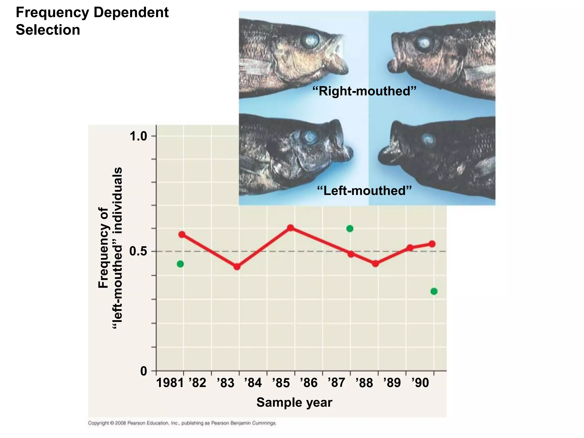 Frequency Dependent
Selection
“Right-mouthed”
1981
“Left-mouthed”
Sample year
1.0
0.5
0
’82 ’83 ’84 ’85 ’86 ’87 ’88 ’89 ’90
 