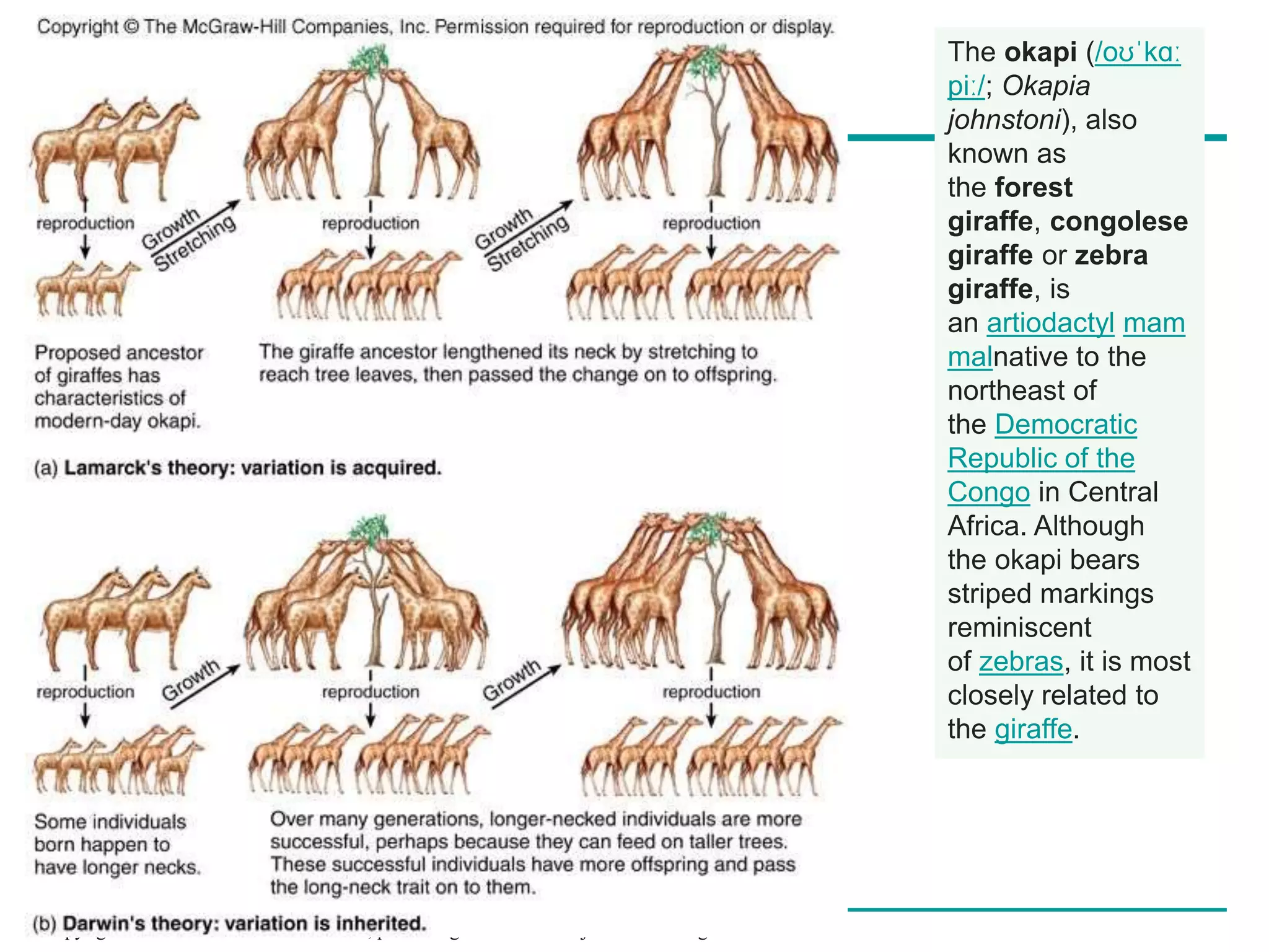 Copyright © 2008 Pearson Education Inc., publishing as Pearson Benjamin Cummings
The okapi (/oʊˈkɑː
piː/; Okapia
johnstoni), also
known as
the forest
giraffe, congolese
giraffe or zebra
giraffe, is
an artiodactyl mam
malnative to the
northeast of
the Democratic
Republic of the
Congo in Central
Africa. Although
the okapi bears
striped markings
reminiscent
of zebras, it is most
closely related to
the giraffe.
 