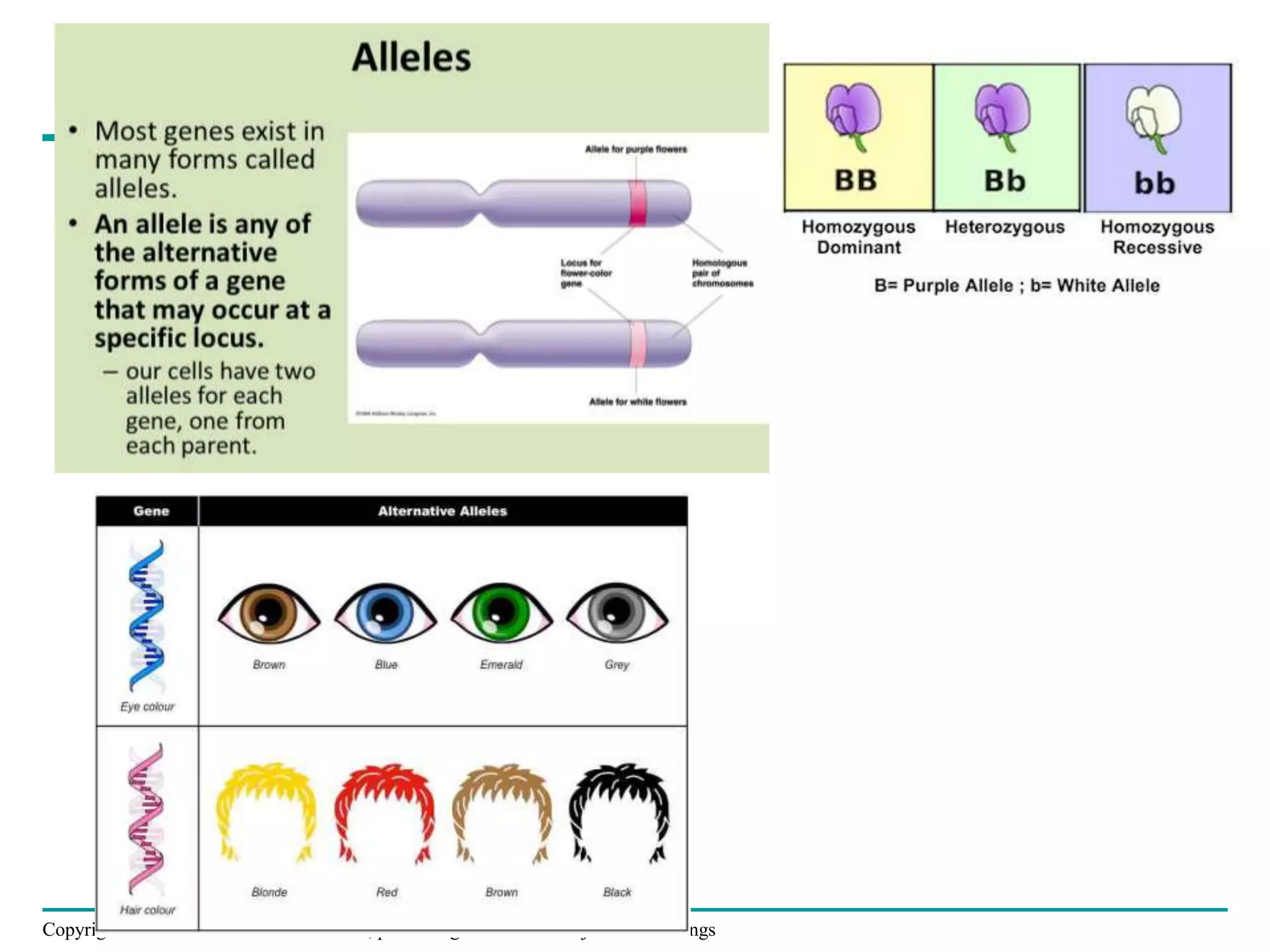 Copyright © 2008 Pearson Education Inc., publishing as Pearson Benjamin Cummings
 