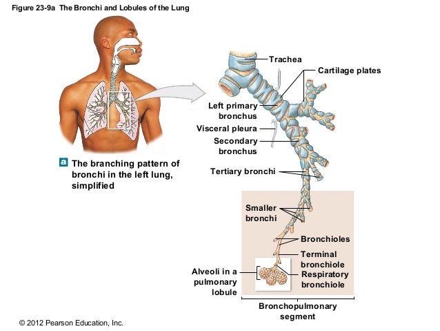 169 Ch 23_lecture_presentation diagram of yellow elastic tissue 