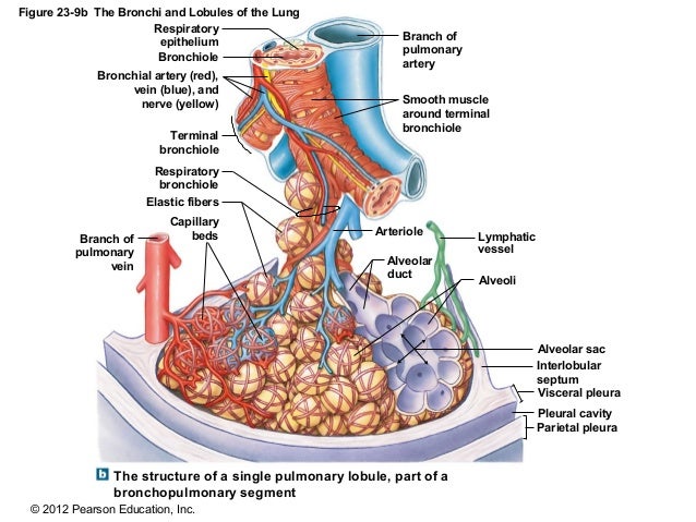 169 Ch 23_lecture_presentation