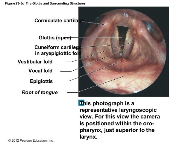 Ch 23_lecture_presentation