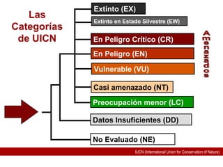IUCN (International Union for Conservation of Nature)
Las
Categorías
de UICN
No Evaluado (NE)
Casi amenazado (NT)
Datos Insuficientes (DD)
En Peligro (EN)
En Peligro Crítico (CR)
Vulnerable (VU)
Extinto en Estado Silvestre (EW)
Extinto (EX)
Preocupación menor (LC)
 