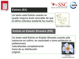 IUCN (International Union for Conservation of Nature)
Un taxón está Extinto cuando no
queda ninguna duda razonable de que
el último individuo existente ha muerto.
Dodo, Raphus cucullatus
Extinto (EX)
Extinto en Estado Silvestre (EW)
Un taxón está Extinto en Estado Silvestre cuando sólo
sobrevive en cultivo, en cautividad o como población (o
poblaciones)
naturalizadas completamente
fuera de su distribución
original.
Franklinia,
Franklinia alatamaha
Photo © Craig Hilton-Taylor
 