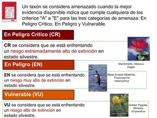 IUCN (International Union for Conservation of Nature)
Un taxón se considera amenazado cuando la mejor
evidencia disponible indica que cumple cualquiera de los
criterios "A" a "E" para las tres categorías de amenaza: En
Peligro Crítico, En Peligro y Vulnerable.
En Peligro Crítico (CR)
CR se considera que se está enfrentando
un riesgo extremadamente alto de extinción en
estado silvestre.
Mandrinette, Hibiscus
fragilis
Photo © Wendy Strahm
En Peligro (EN)
EN se considera que se está enfrentando
un riesgo muy alto de extinción en
estado silvestre.
Black-browed Albatross,
Thalassarche
melanophrys
Photo © Tony Palliser
Vulnerable (VU)
VU se considera que se está enfrentando
un riesgo alto de extinción en
estado silvestre.
Golden Pagoda,
Mimetes
chrysanthus
Photo © Craig Hilton-
Taylor
 
