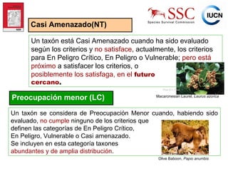 IUCN (International Union for Conservation of Nature)
Casi Amenazado(NT)
Un taxón está Casi Amenazado cuando ha sido evaluado
según los criterios y no satisface, actualmente, los criterios
para En Peligro Crítico, En Peligro o Vulnerable; pero está
próximo a satisfacer los criterios, o
posiblemente los satisfaga, en el futuro
cercano..
Macaronesian Laurel, Laurus azorica
Photo © H. Fraga
Preocupación menor (LC)
Un taxón se considera de Preocupación Menor cuando, habiendo sido
evaluado, no cumple ninguno de los criterios que
definen las categorías de En Peligro Crítico,
En Peligro, Vulnerable o Casi amenazado.
Se incluyen en esta categoría taxones
abundantes y de amplia distribución.
Olive Baboon, Papio anumbis
Photo © Caroline Pollock
 