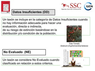 IUCN (International Union for Conservation of Nature)
Datos Insuficientes (DD)
Un taxón se incluye en la categoría de Datos Insuficientes cuando
no hay información adecuada para hacer una
evaluación, directa o indirecta,
de su riesgo de extinción basándose en la
distribución y/o condición de la población.
Tree Tomato
Solanum [Cyphomandra] betacea
No Evaluado (NE)
Un taxón se considera No Evaluado cuando todavía no ha sido
clasificado en relación a estos criterios.
 