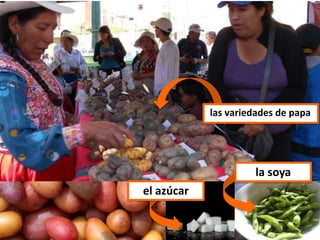 el azúcar
la soya
las variedades de papa
 