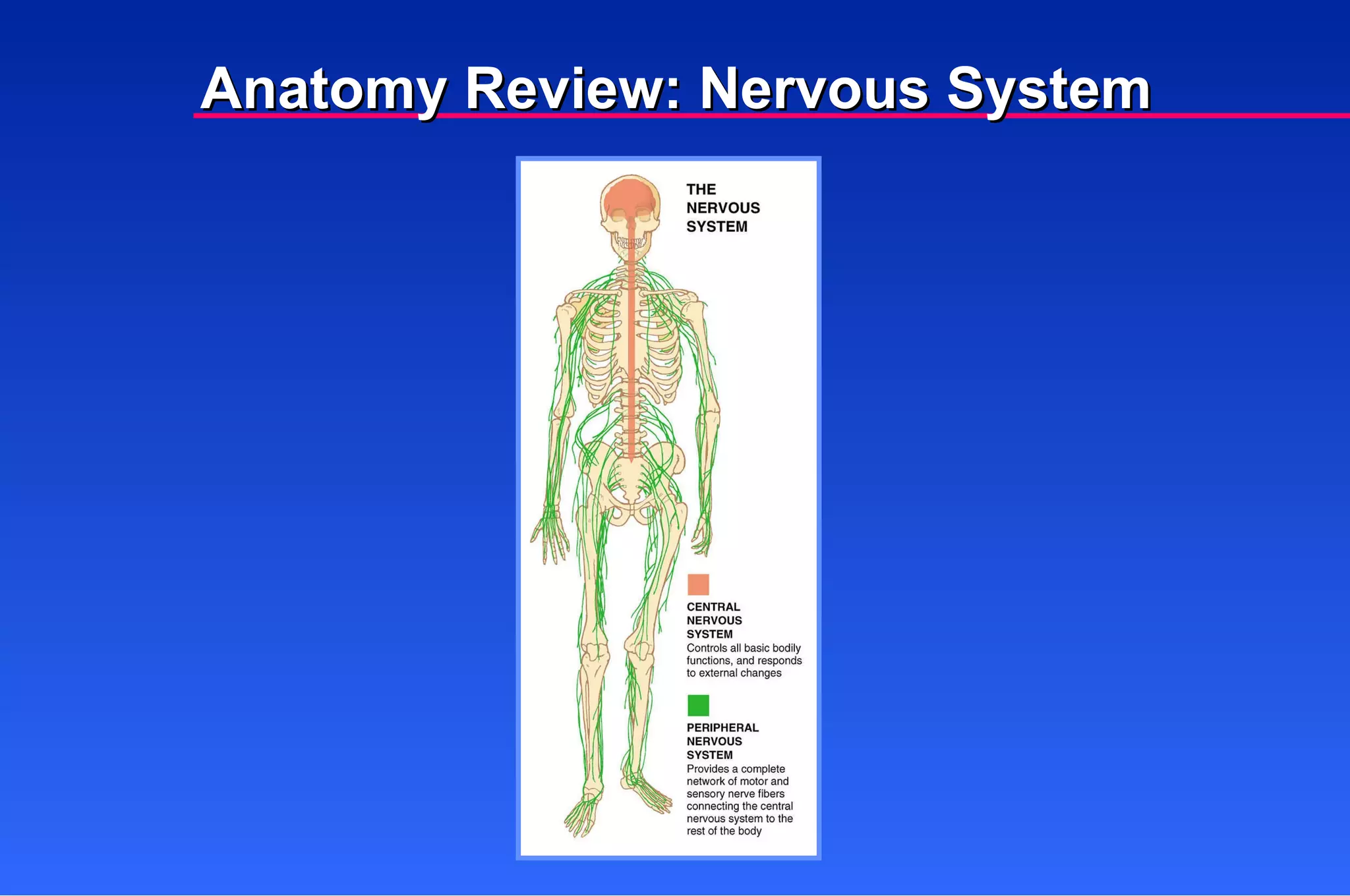 Anatomy Review: Nervous System 