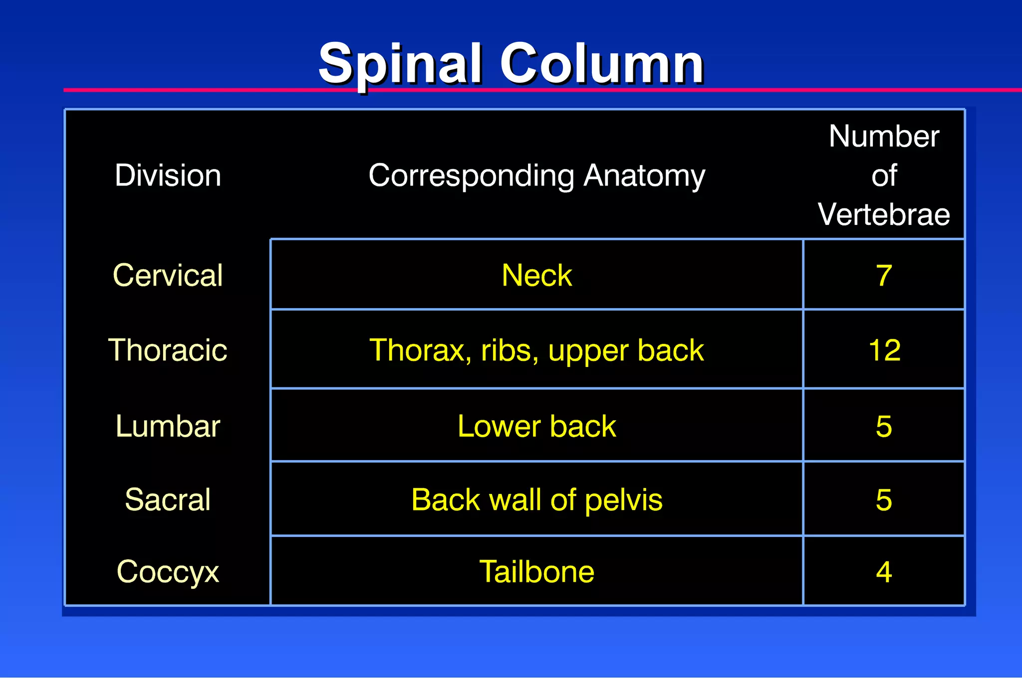 Spinal Column 