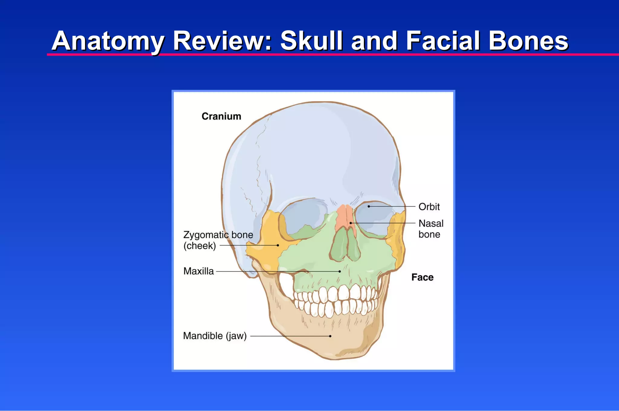 Anatomy Review: Skull and Facial Bones 