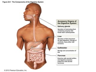 © 2012 Pearson Education, Inc.
Figure 24-1 The Components of the Digestive System
Accessory Organs of
the Digestive System
Salivary glands
Liver
Gallbladder
Pancreas
Secretion of lubricating fluid
containing enzymes that
break down carbohydrates
Secretion of bile (important
for lipid digestion), storage of
nutrients, many other vital
functions
Storage and concentration of
bile
Exocrine cells secrete buffers
and digestive enzymes;
endocrine cells secrete
hormones
 