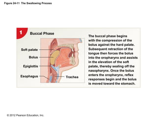 © 2012 Pearson Education, Inc.
Figure 24-11 The Swallowing Process
Buccal Phase
Esophagus
Epiglottis
Bolus
Soft palate
Trachea
The buccal phase begins
with the compression of the
bolus against the hard palate.
Subsequent retraction of the
tongue then forces the bolus
into the oropharynx and assists
in the elevation of the soft
palate, thereby sealing off the
nasopharynx. Once the bolus
enters the oropharynx, reflex
responses begin and the bolus
is moved toward the stomach.
 