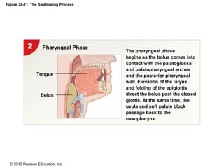 © 2012 Pearson Education, Inc.
Figure 24-11 The Swallowing Process
Pharyngeal Phase
Tongue
Bolus
The pharyngeal phase
begins as the bolus comes into
contact with the palatoglossal
and palatopharyngeal arches
and the posterior pharyngeal
wall. Elevation of the larynx
and folding of the epiglottis
direct the bolus past the closed
glottis. At the same time, the
uvula and soft palate block
passage back to the
nasopharynx.
 