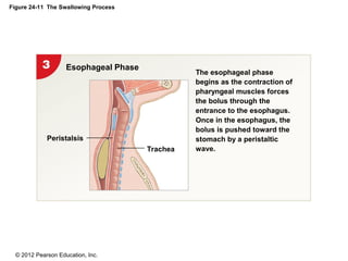 © 2012 Pearson Education, Inc.
Figure 24-11 The Swallowing Process
Esophageal Phase
Trachea
Peristalsis
The esophageal phase
begins as the contraction of
pharyngeal muscles forces
the bolus through the
entrance to the esophagus.
Once in the esophagus, the
bolus is pushed toward the
stomach by a peristaltic
wave.
 
