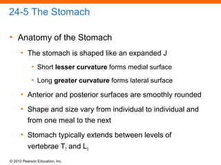 © 2012 Pearson Education, Inc.
24-5 The Stomach
• Anatomy of the Stomach
• The stomach is shaped like an expanded J
• Short lesser curvature forms medial surface
• Long greater curvature forms lateral surface
• Anterior and posterior surfaces are smoothly rounded
• Shape and size vary from individual to individual and
from one meal to the next
• Stomach typically extends between levels of
vertebrae T7 and L3
 