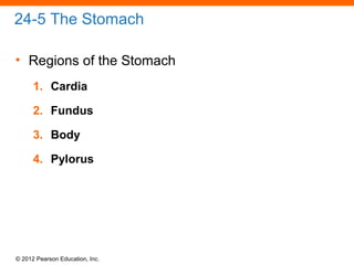 © 2012 Pearson Education, Inc.
24-5 The Stomach
• Regions of the Stomach
1. Cardia
2. Fundus
3. Body
4. Pylorus
 