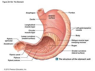 © 2012 Pearson Education, Inc.
Figure 24-12b The Stomach
The structure of the stomach wall
Esophagus
Duodenum
Cardia
Longitudinal
muscle layer
Circular
muscle layer
Lesser curvature
(medial surface)Pyloric
sphincter
Pyloric canal
Pyloric antrum
Pylorus
Fundus
Anterior
surface
Left gastroepiploic
vessels
Body
Oblique muscle layer
overlying mucosa
Rugae
Greater curvature
(lateral surface)
 
