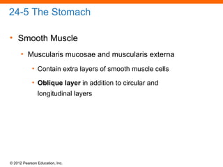 © 2012 Pearson Education, Inc.
24-5 The Stomach
• Smooth Muscle
• Muscularis mucosae and muscularis externa
• Contain extra layers of smooth muscle cells
• Oblique layer in addition to circular and
longitudinal layers
 