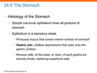 © 2012 Pearson Education, Inc.
24-5 The Stomach
• Histology of the Stomach
• Simple columnar epithelium lines all portions of
stomach
• Epithelium is a secretory sheet
• Produces mucus that covers interior surface of stomach
• Gastric pits, shallow depressions that open onto the
gastric surface
• Mucous cells, at the base, or neck, of each gastric pit,
actively divide, replacing superficial cells
 