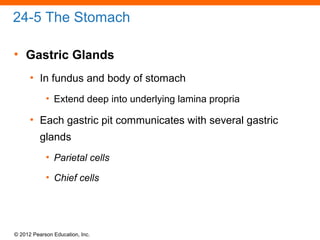 © 2012 Pearson Education, Inc.
24-5 The Stomach
• Gastric Glands
• In fundus and body of stomach
• Extend deep into underlying lamina propria
• Each gastric pit communicates with several gastric
glands
• Parietal cells
• Chief cells
 