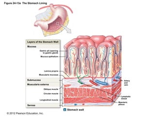 © 2012 Pearson Education, Inc.
Figure 24-13a The Stomach Lining
Stomach wall
Layers of the Stomach Wall
Mucosa
Submucosa
Muscularis externa
Serosa
Longtudinal muscle
Circular muscle
Oblique muscle
Muscularis mucosae
Lamina propria
Mucous epithelium
Gastric pit (opening
to gastric gland)
Myenteric
plexus
Lymphatic
vessel
Artery
and
vein
 