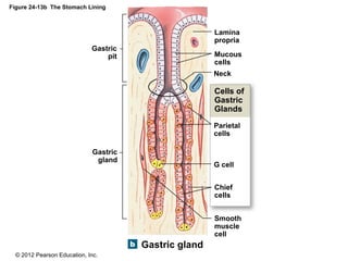 © 2012 Pearson Education, Inc.
Figure 24-13b The Stomach Lining
Gastric gland
Cells of
Gastric
Glands
Gastric
gland
Smooth
muscle
cell
Chief
cells
G cell
Parietal
cells
Gastric
pit
Neck
Mucous
cells
Lamina
propria
 