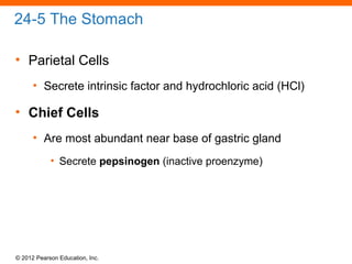 © 2012 Pearson Education, Inc.
24-5 The Stomach
• Parietal Cells
• Secrete intrinsic factor and hydrochloric acid (HCl)
• Chief Cells
• Are most abundant near base of gastric gland
• Secrete pepsinogen (inactive proenzyme)
 