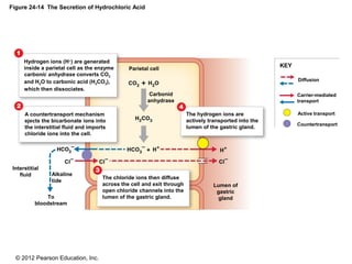 © 2012 Pearson Education, Inc.
Figure 24-14 The Secretion of Hydrochloric Acid
KEY
Diffusion
Carrier-mediated
transport
Active transport
Countertransport
Alkaline
tide
Interstitial
fluid
To
bloodstream
Lumen of
gastric
gland
Carbonid
anhydrase
Parietal cell
The hydrogen ions are
actively transported into the
lumen of the gastric gland.
The chloride ions then diffuse
across the cell and exit through
open chloride channels into the
lumen of the gastric gland.
A countertransport mechanism
ejects the bicarbonate ions into
the interstitial fluid and imports
chloride ions into the cell.
Hydrogen ions (H+
) are generated
inside a parietal cell as the enzyme
carbonic anhydrase converts CO2
and H2O to carbonic acid (H2CO3),
which then dissociates.
 