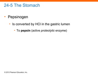 © 2012 Pearson Education, Inc.
24-5 The Stomach
• Pepsinogen
• Is converted by HCl in the gastric lumen
• To pepsin (active proteolytic enzyme)
 