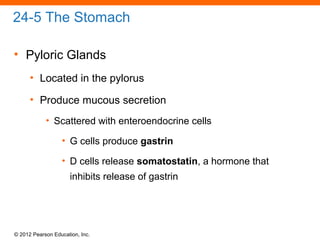 © 2012 Pearson Education, Inc.
24-5 The Stomach
• Pyloric Glands
• Located in the pylorus
• Produce mucous secretion
• Scattered with enteroendocrine cells
• G cells produce gastrin
• D cells release somatostatin, a hormone that
inhibits release of gastrin
 