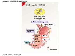 © 2012 Pearson Education, Inc.
Figure 24-15 Regulation of Gastric Activity
CEPHALIC PHASE
Central nervous system
Food
Vagus nerve (N X)
Sight, smell, taste,
or thoughts of food
Gastrin
Mucous
cells
Chief
cells
Parietal
cells
G cells
Mucus
Pepsinogen
HCl
Stimulation
KEY
Submucosal
plexus
 