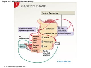 © 2012 Pearson Education, Inc.
Figure 24-15 Regulation of Gastric Activity
GASTRIC PHASE
Submucosal and
myenteric plexuses
Stretch
receptors
Chemoreceptors
Gastrin
Mucous
cells
Chief
cells
Parietal
cells
G cells
Mucus
Pepsinogen
HCl
Distension
Elevated pH
Mixing
waves
Partly
digested
peptides
via
bloodstream
ATLAS: Plate 50c
Neural Response
 