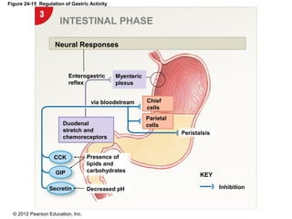 © 2012 Pearson Education, Inc.
Figure 24-15 Regulation of Gastric Activity
INTESTINAL PHASE
Inhibition
KEY
Decreased pH
Presence of
lipids and
carbohydrates
Peristalsis
Secretin
GIP
CCK
Duodenal
stretch and
chemoreceptors
via bloodstream
Enterogastric
reflex
Myenteric
plexus
Chief
cells
Parietal
cells
Neural Responses
 