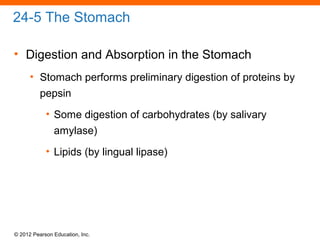 © 2012 Pearson Education, Inc.
24-5 The Stomach
• Digestion and Absorption in the Stomach
• Stomach performs preliminary digestion of proteins by
pepsin
• Some digestion of carbohydrates (by salivary
amylase)
• Lipids (by lingual lipase)
 