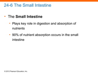© 2012 Pearson Education, Inc.
24-6 The Small Intestine
• The Small Intestine
• Plays key role in digestion and absorption of
nutrients
• 90% of nutrient absorption occurs in the small
intestine
 